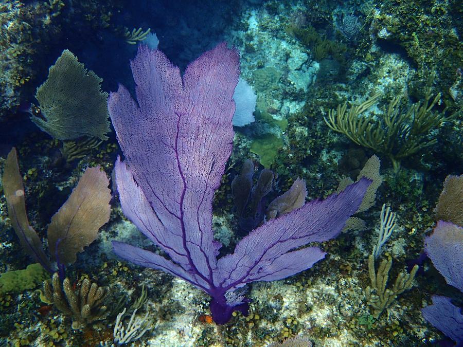 Purple Sea Fan Photograph by Sherry Pfeifle