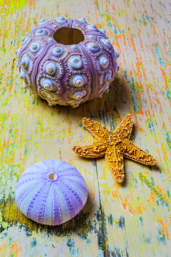 Purple Sea Urchin And Starfish Photograph by Garry Gay