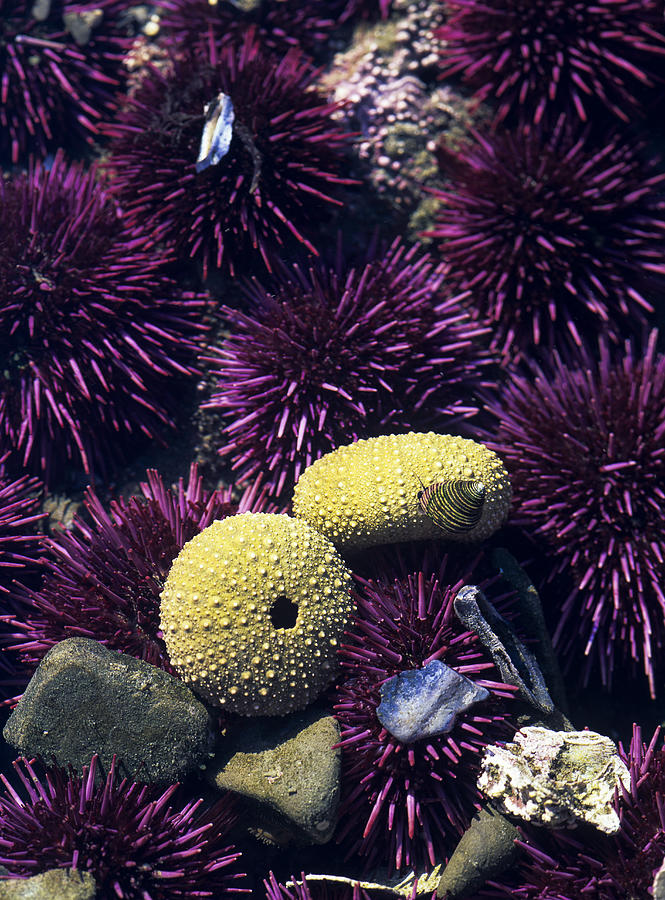 Purple Sea Urchins Photograph by Robert Potts