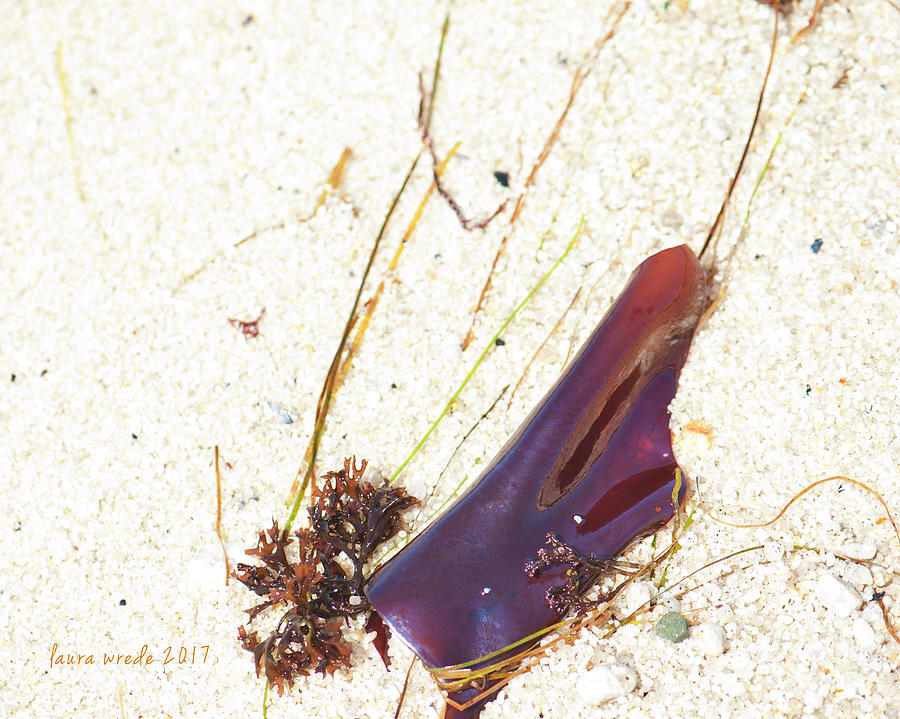 Purple Seaweed in Pacific Grove California Photograph by Artist and Photographer Laura Wrede