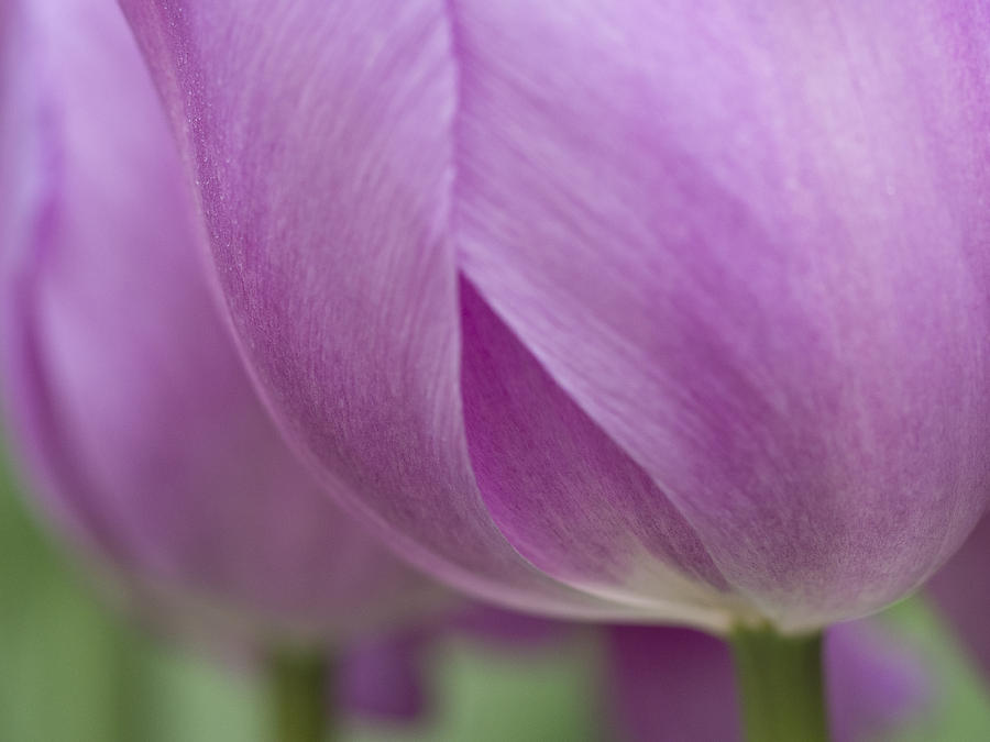 Spring Photograph - Purple Shadow by Eggers Photography