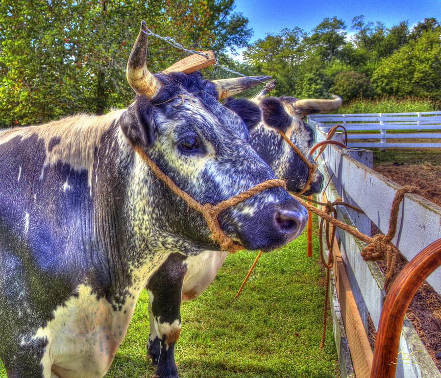 Purple Shaker Cows Photograph by Sam Davis Johnson