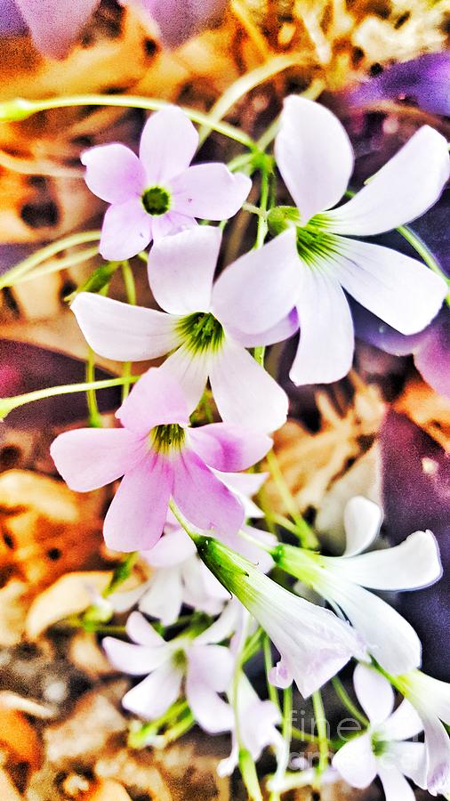 Purple Shamrock Blossoms  Photograph by Rachel Hannah