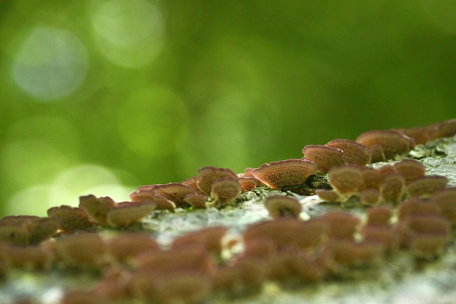 Purple Shelf Fungi by JD Grimes Purple Shelf Fungi by JD Grimes