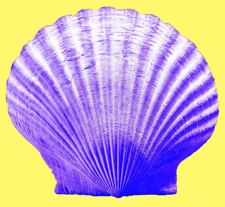 Purple Shell on Yellow Photograph by WAZgriffin Digital