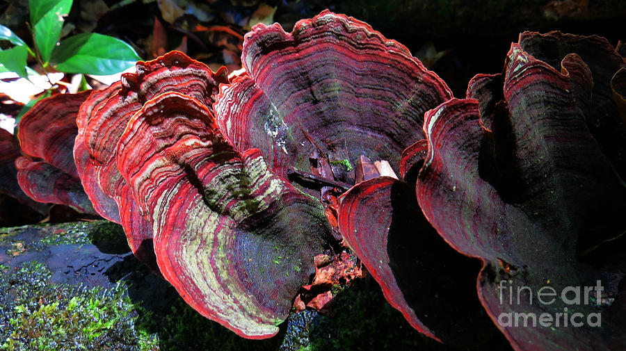 Purple Shells Photograph by Evie Hanlon