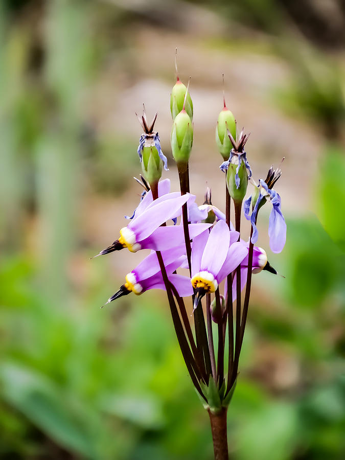 Purple Shooting Star Wildflower Photograph by Cynthia Woods