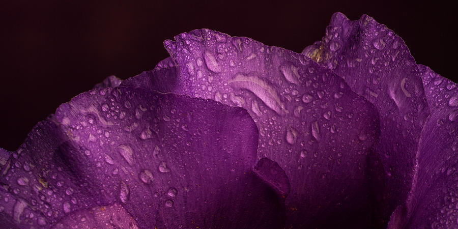 Purple Showy Prairie Gertain Photograph by Garry McMichael