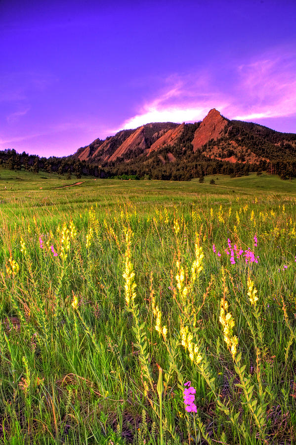 Spring Photograph - Purple Skies and Wildflowers by Scott Mahon