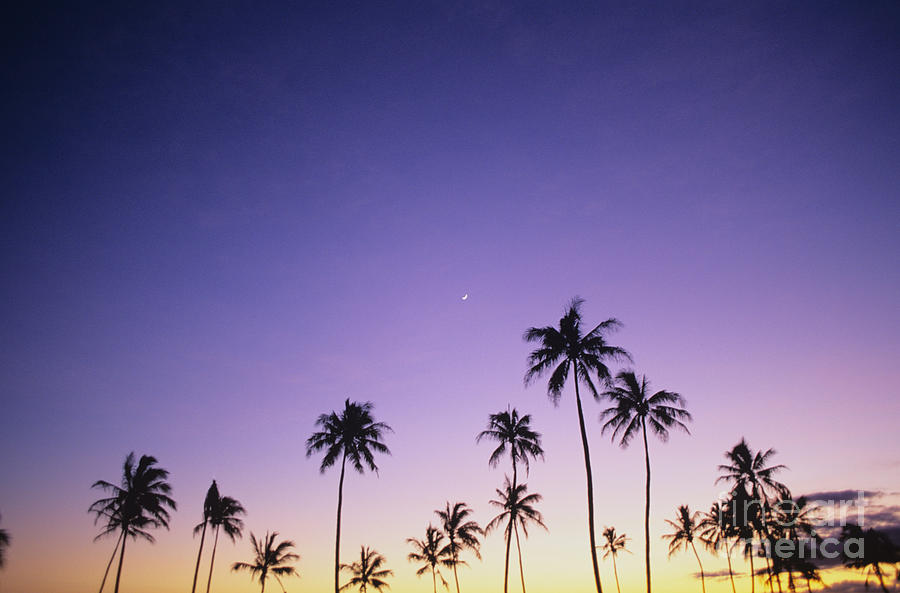 Paradise Photograph - Purple Sky Palms by Peter French - Printscapes