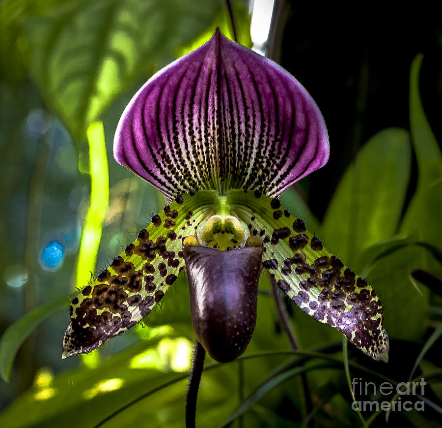 Purple Slipper Orchid Photograph by Rich Governali Pixels