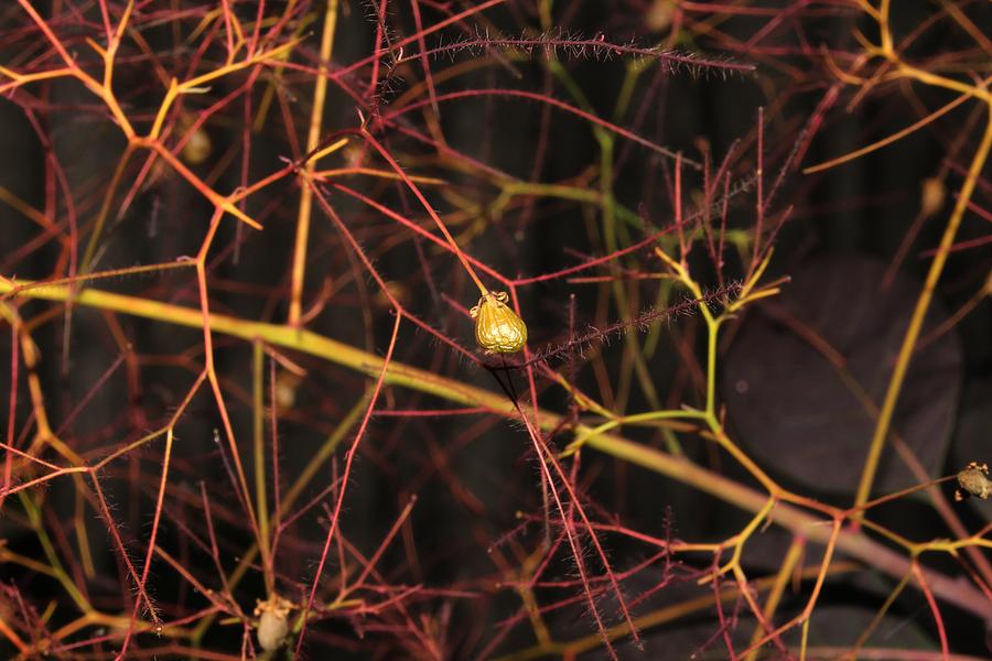 Purple smoke Tree Seeds 2 Pyrography by Robert Morin
