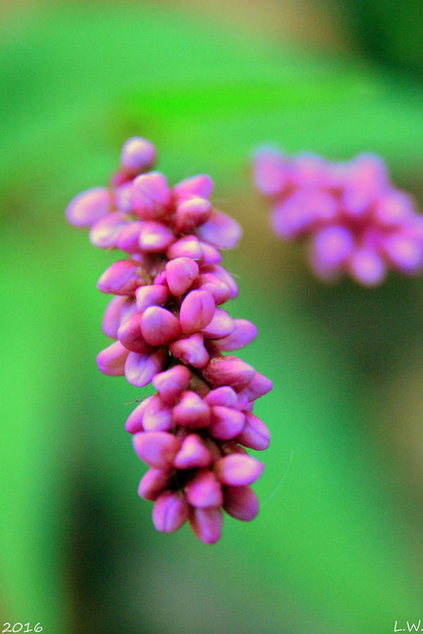 Purple Softness Photograph by Lisa Wooten