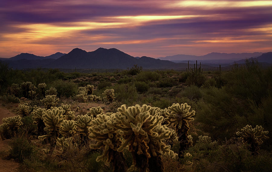 Purple Sonoran Skies at Sunset  Photograph by Saija Lehtonen