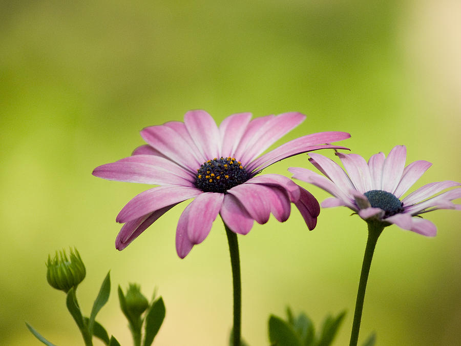 Purple Sopranos On A Brilliant Day Photograph by Dorothy Lee - Fine Art ...