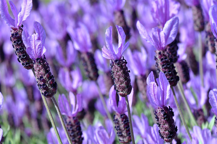 Purple Spanish Lavender Flower Photograph by Brandon Bourdages