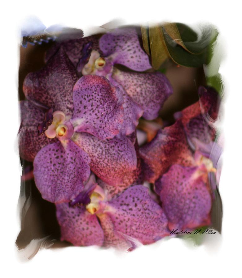 Purple Speckled Orchid Photograph by Madeline  Allen - SmudgeArt