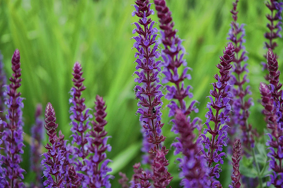 Purple spikes Photograph by Ginette Thibault - Pixels