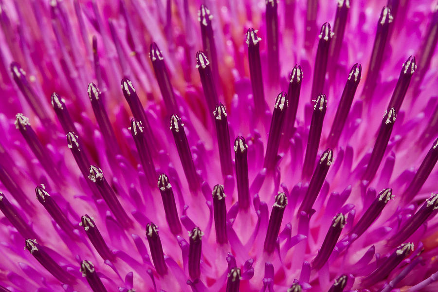 Purple Spikes Photograph by Susan Pantuso - Fine Art America