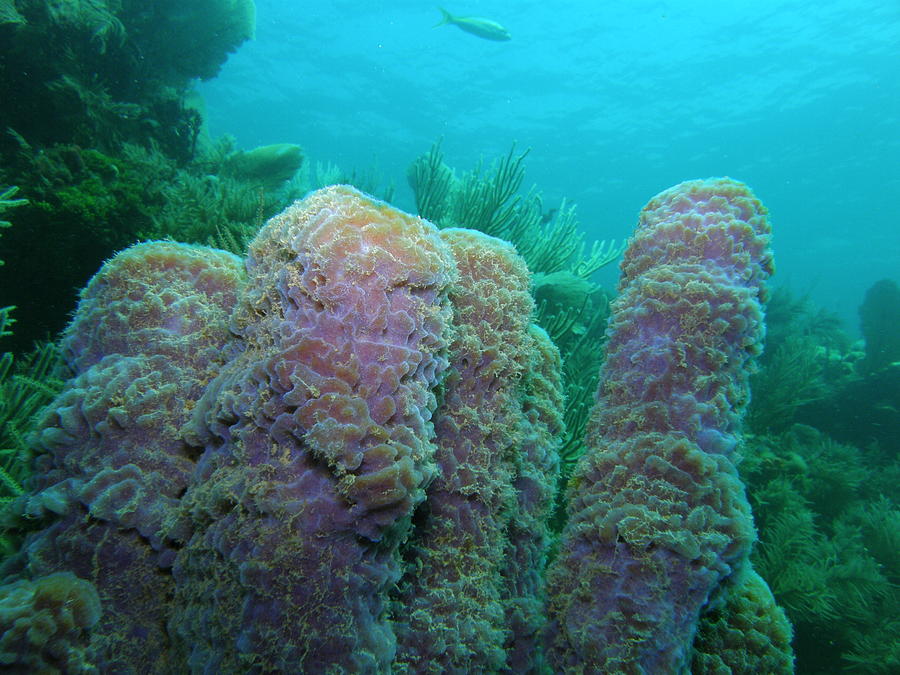 Purple Sponge Photograph by Kimberly Mohlenhoff - Fine Art America