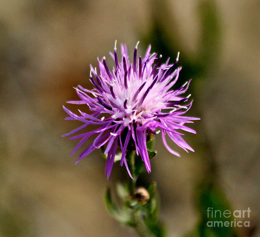 Purple Spotted Knapweed Photograph by Ann E Robson