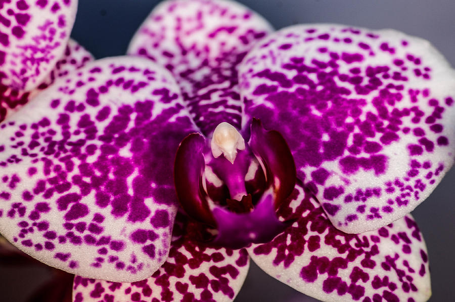 Orchid Photograph - Purple spotted orchid  by Gerald Kloss