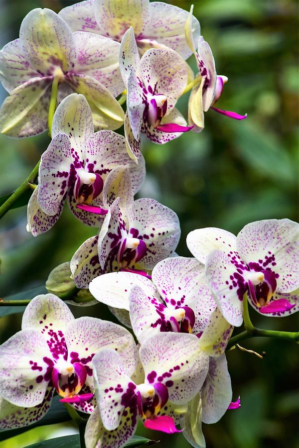 Purple Spotted Orchids - Phalaenopsis Photograph by Mary Ann Artz