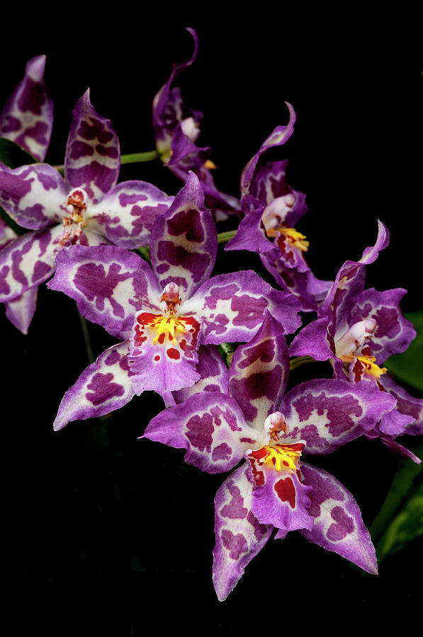 Purple Spotted Phalaenopsis 6283 Photograph by Ginger Stein