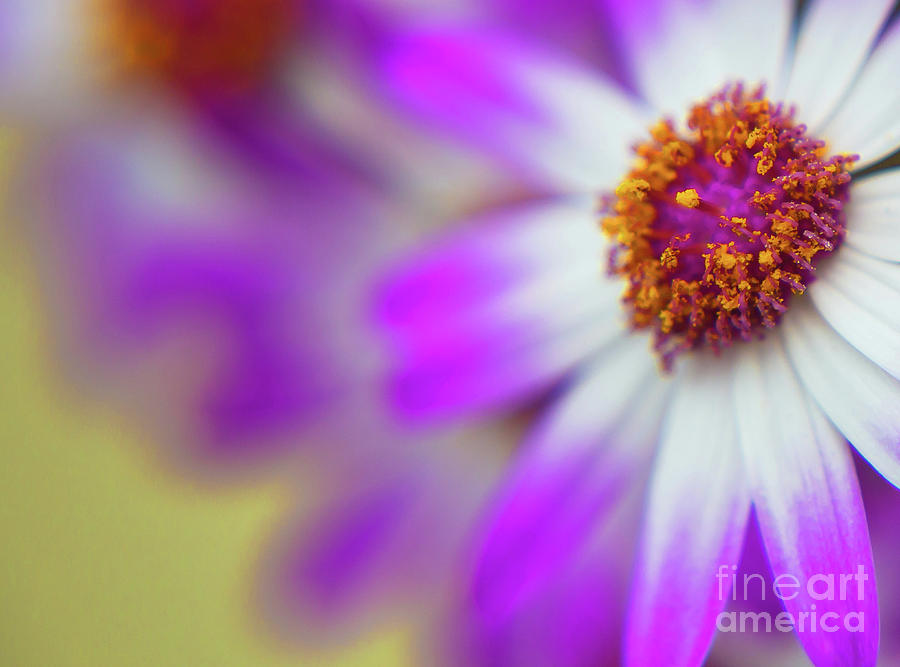 Nature Photograph - Purple Spring 12 by Alex Art