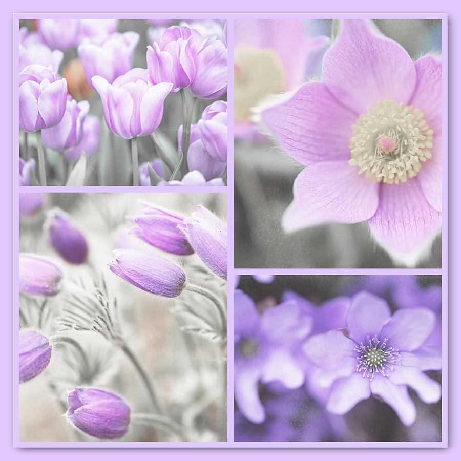 Spring Photograph - Purple Spring Bloom Collage. Shabby Chic Collection by Jenny Rainbow