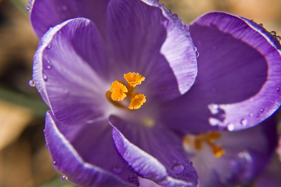 Purple Spring Crocus Photograph by Teresa Mucha