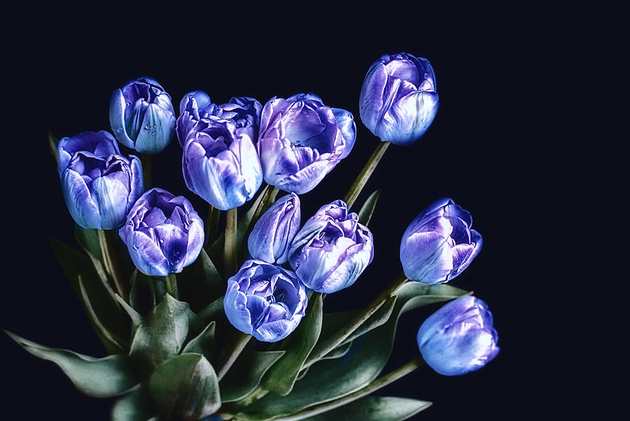 Violet Spring Photograph by Joachim G Pinkawa