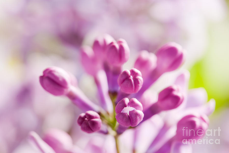 Flower Photograph - Purple spring lilac flowers blooming close-up by Michal Bednarek