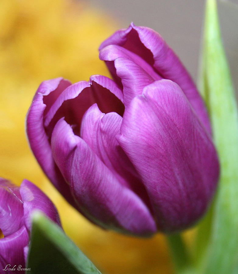 Purple Spring Photograph by Linda Sannuti