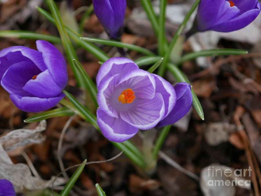 Spring Photograph - Purple Spring by Nancie DeMellia