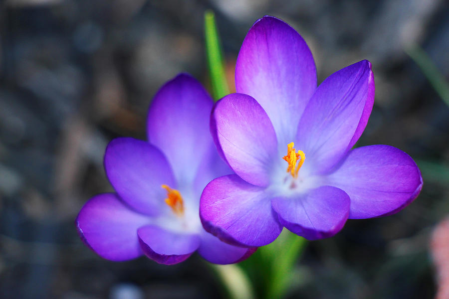 Purple Spring Stars Photograph by Iryna Goodall