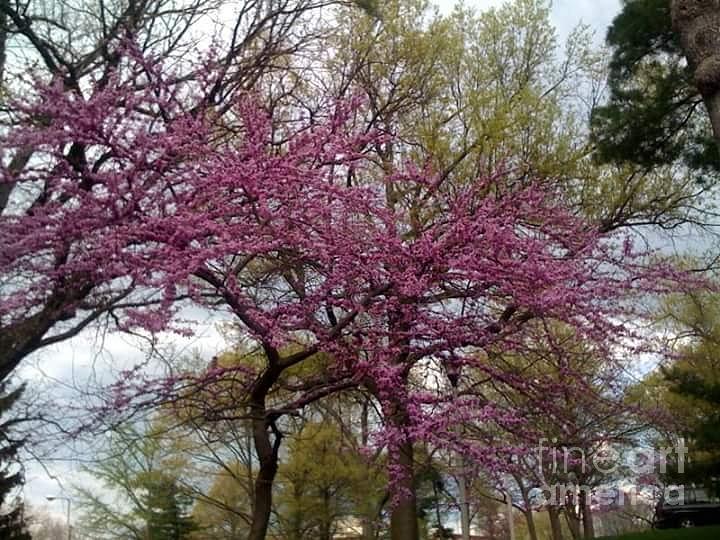 Purple Photograph - Purple Spring Trees by Rachel Maynard