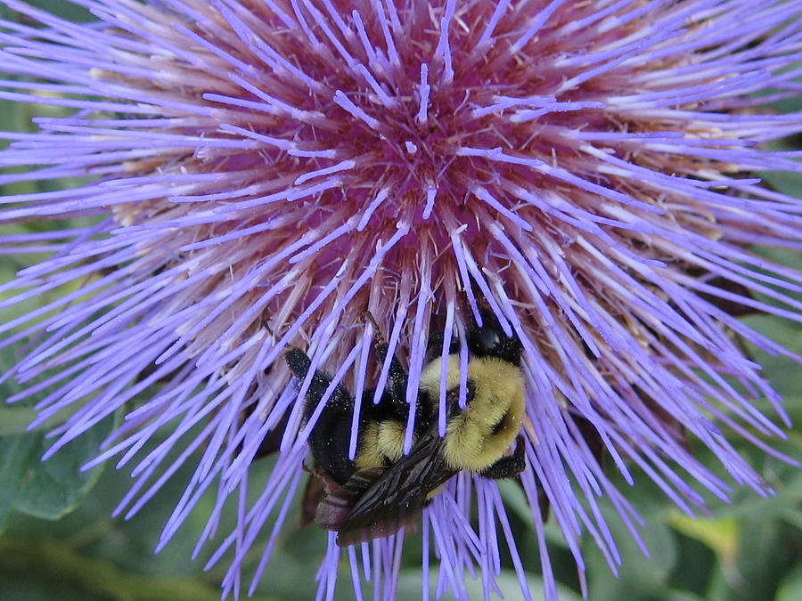 Purple star burst Photograph by Robert Wilson | Fine Art America