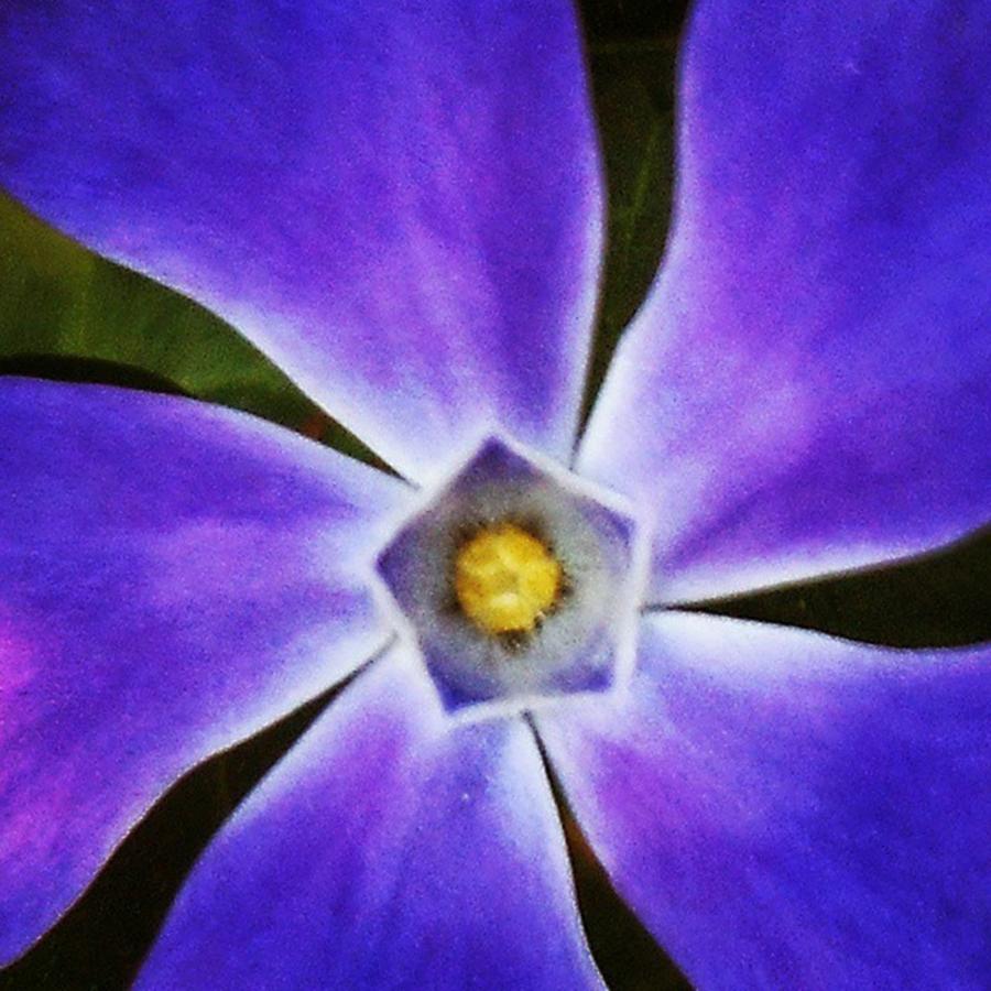 Purple Star Photograph by Cheray Dillon