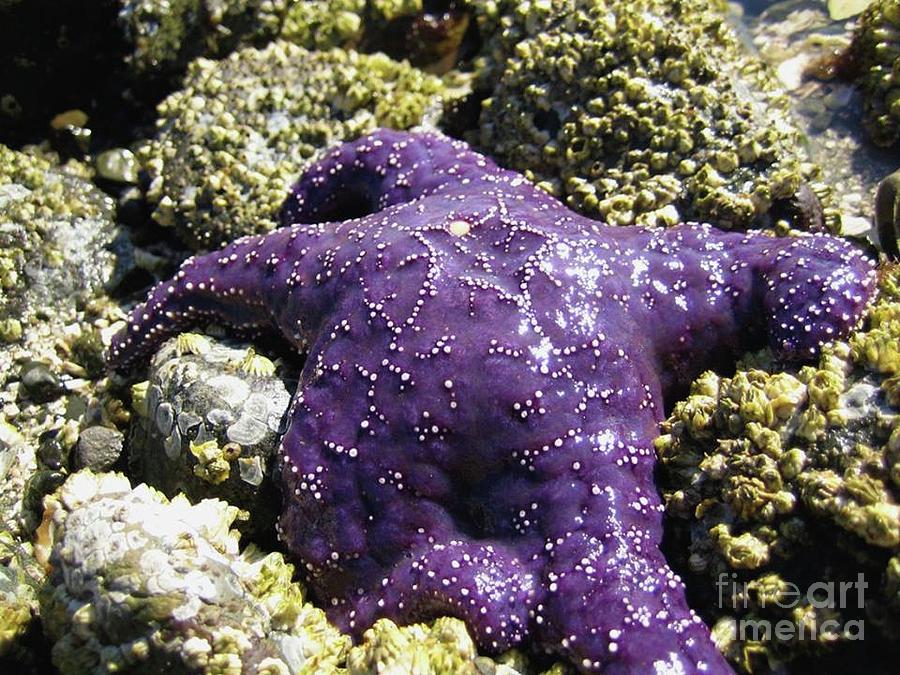 Purple Star Fish Photograph
