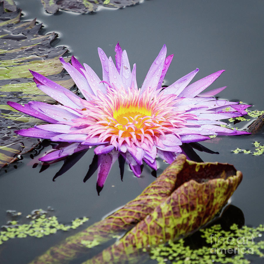 Nature Photograph - Purple Star Water Lily by Terri Morris