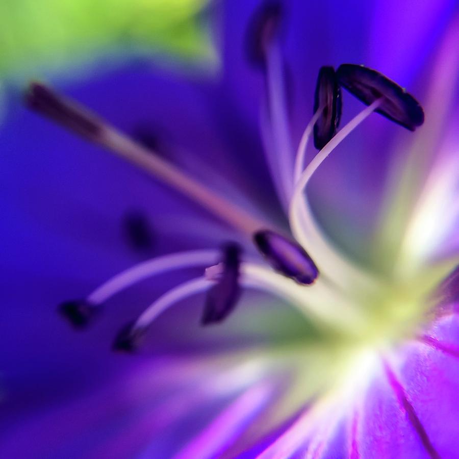 Purple Starburst Photograph by Terri Hart-Ellis