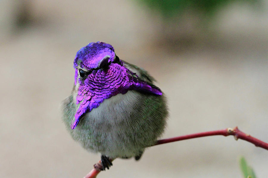 Purple Stare Photograph by Shoal Hollingsworth