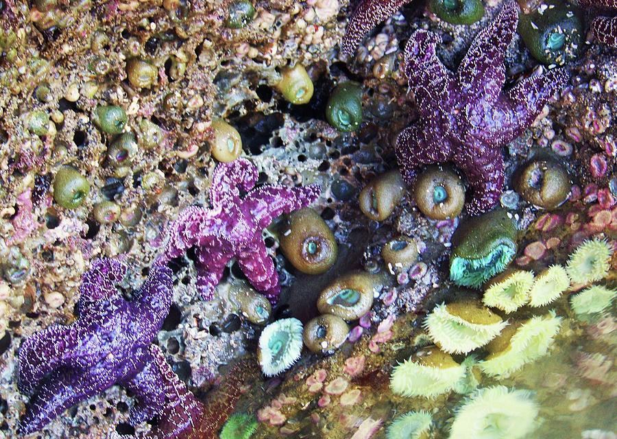 Purple Starfish Photograph by Julie Rauscher