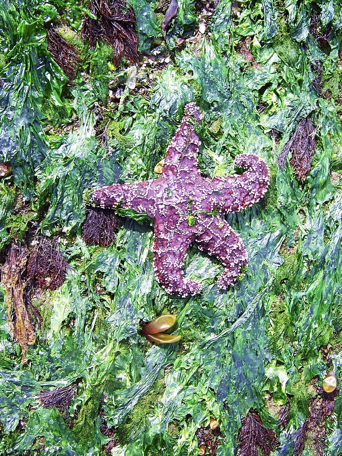 Purple Starfish on Emerald Seaweed  Photograph by Julie Rauscher