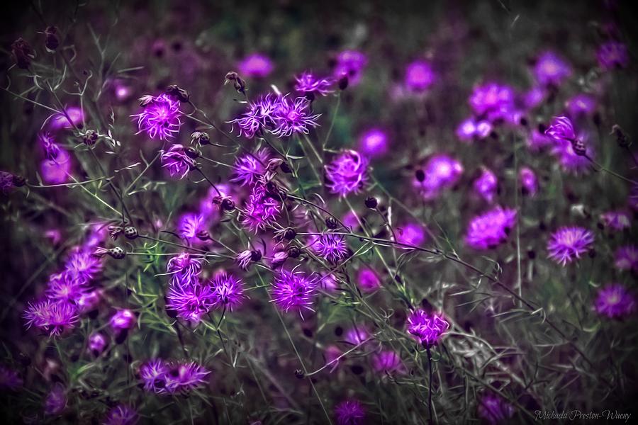 Purple Stars by Michaela Preston Purple Stars by Michaela Preston