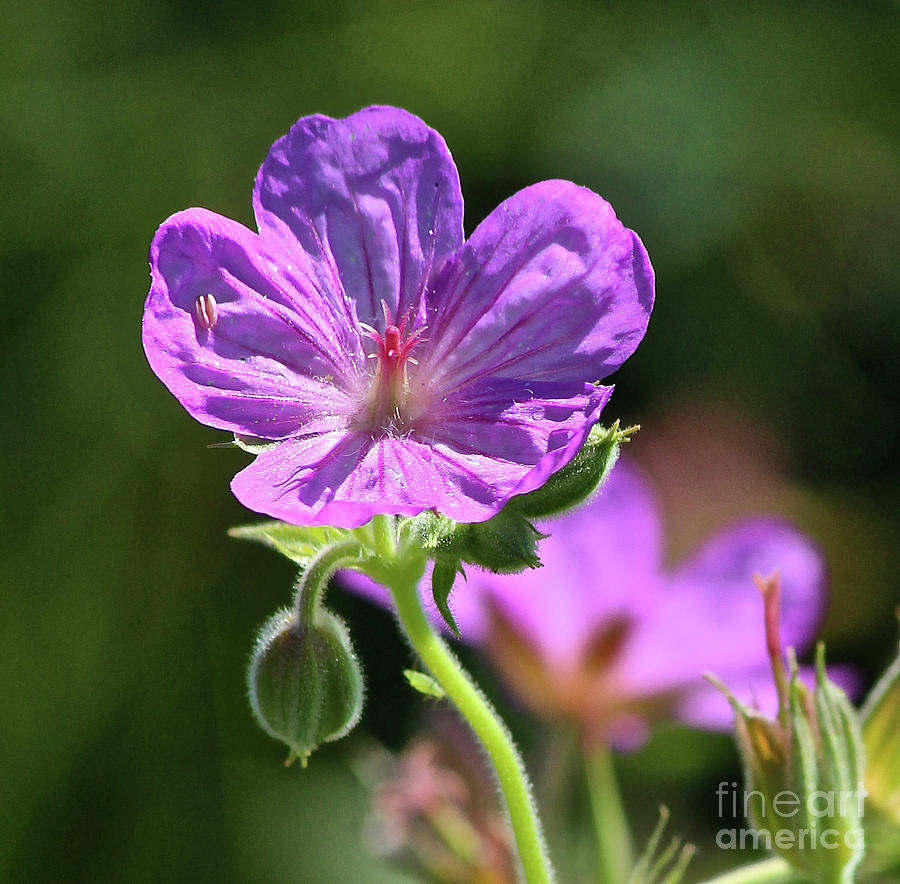 Purple Sticky Geranium Photograph by Ann E Robson
