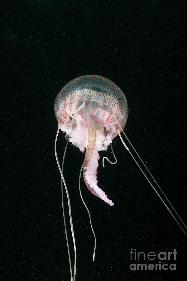 Purple Stinger Jellyfish Photograph by Reinhard Dirscherl
