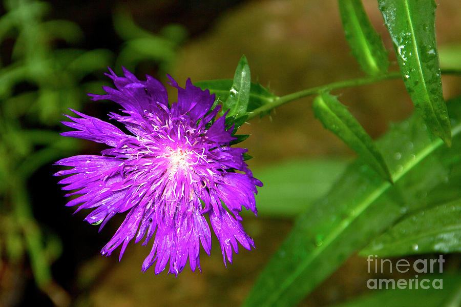 Purple Stokesia Flower Photograph by Karen Jorstad