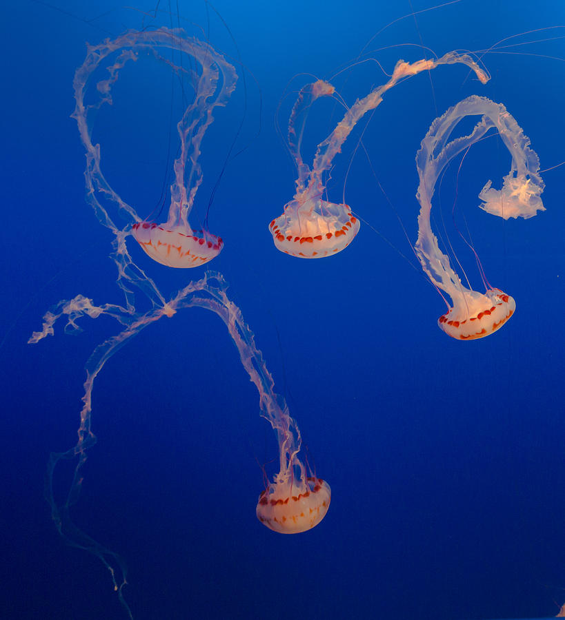 Purple Striped Jellies Photograph by Scott Campbell